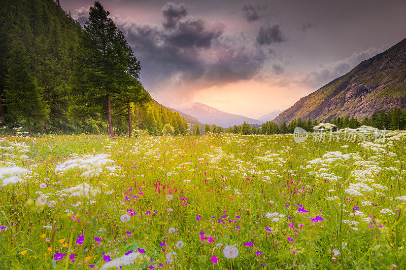 阿尔卑斯山景观与野花在春天在Val d'Isère，附近的波尼瓦尔-sur- arc -法国阿尔卑斯山